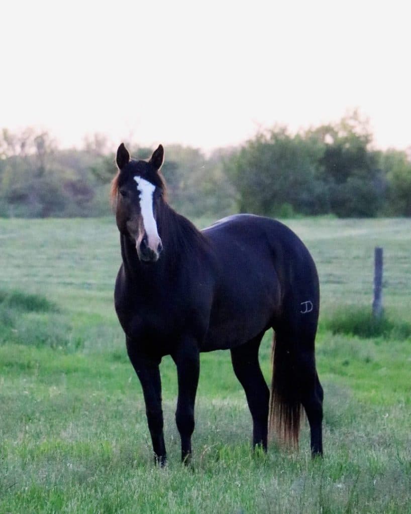 Brand Horse