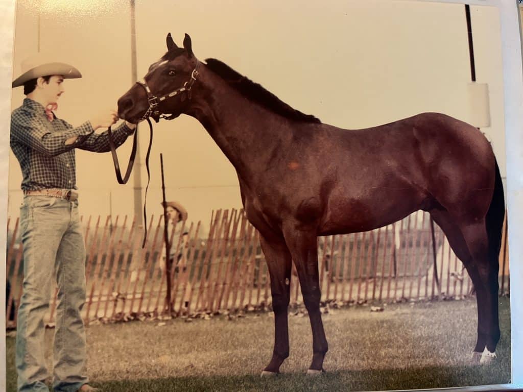 Halter Horse