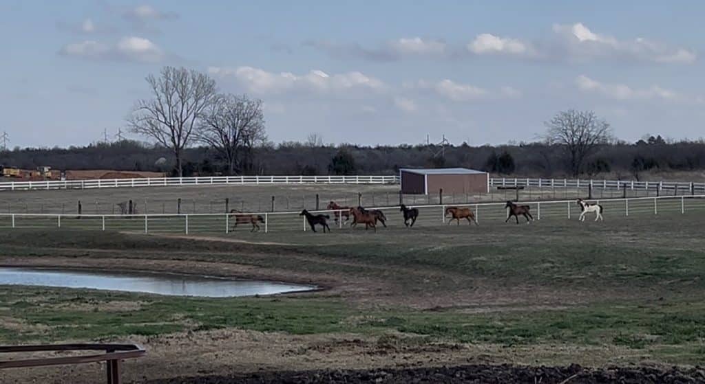 Pasture