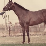 JEFF SHOWING OFF HIS YEARLING HALTER STALLION, LOOKIN IMPRESSIVE